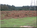 Fawley Inclosure, New Forest National Park, Hants in SO45 4HS