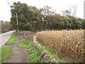 A Field of Maize by the Roadside in PL11 2QJ
