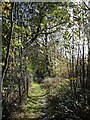 King's Wood footpath in Broomfield and Kingswood