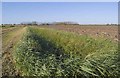 Drainage ditch off Frog's Abbey Gate in PE12 8QH