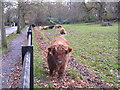 Highland Cattle, Pollok Park in G43 1BG