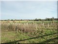 Newly planted trees, Colton in NR9 5BZ