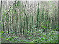 Birch woodland in PO17 5NU