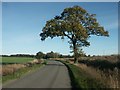 Tree, Downham in NR18 0GE