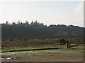 Norley Inclosure, New Forest National Park, Hants in SO41 5RT