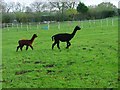 Alpacas in a Paddock at Scaling in TS13 4TR