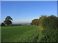 Hedge and field, near Norton Mandeville in CM4 0LW