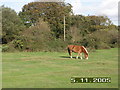 Part of New Forest National Park, East End, Beaulieu, Hants. in SO41 5SS