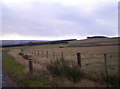 Sheep Grazing on the Hill of Menmuir in DD9 7RP