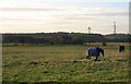 Field, horses and White Hall Farm in NE23 8GS