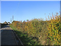 Autumnal Hedge - Magdalen Laver, Essex in CM5 0EH
