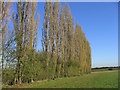 Poplar Trees, Bobbingworth, Essex in CM5 0LW