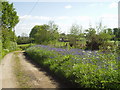 Bluebells in Alderholt Park in SP6 3EG