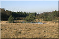 Heathland Pond near Great Ovens Hill, Dorset in BH20 7AP