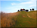 Cows on Warden Hill near Luton in LU2 7GA