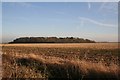 Fox Covert in Kirkby la Thorpe & South Kyme Ward