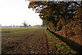 Crow Wood in Thorney
