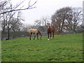 Horses Beside Crook Farm in East Renfrewshire