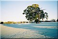 Frost and trees, Hennerton Golf Club in Crazies Hill and Cockpole Green