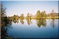 River Thames - swans and reflections in RG9 3DN
