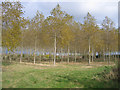 Poplar plantation, Silsoe, Beds in MK45 4QP