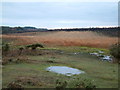 Marshy Area, Shipton Bottom, Near East Boldre, New Forest in SO42 7WT