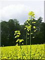 Rape seed field, near Hastoe in HP23 6LZ