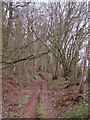 Woodland near Cothelstone Hill in TA5 1DR