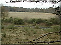 Hincheslea Bog in SO42 7UP