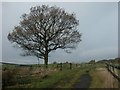 Tree and track, Kirkby in Ashfield in NG16 6JA