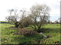 Walcot Willows. in Walcot Near Folkingham