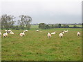 Sheep in a field near Hall End Farm in HP22 5UZ