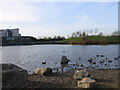 Swan Lake, Harmondsworth Moor, Middlesex in UB7 0FB