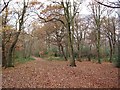 Knighton Wood in winter in IG9 5DZ