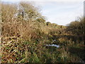 Scrubby, marshy woodland near Bosistow in TR19 6ND
