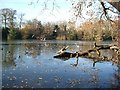 Frosty lake, Epping Forest in IG8 0ST