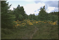 Track along edge of Boblainy Forest, Glen Convinth in IV4 7HS