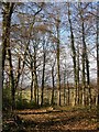 Woods near Hundred Acres in PO17 6JT