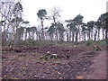 Kirkcaldy : Dunnikier Park : Garden Wood: after woodland management in KY2 6SZ