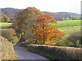 Autumn colours on Heddon Oak lane, looking to Quantocks in TA4 4BA