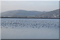Cheddar Reservoir Birds in BS26 2BA