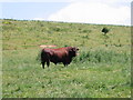 Grazing land at Uploders in DT6 4NN