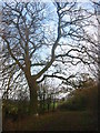 Oak tree on Lolleywood Lane in SG4 7DP