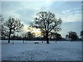 Winter Scene in Worden Park in PR25 1RD