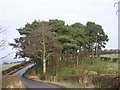 Stand of Pines Beside Calderside Road in G72 0TN