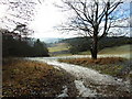 Valley below Great Wood in RG9 6RY