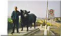 Alford, Aberdeen Angus Bull Statue in AB33 8FJ