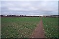 Footpath across field of kale in NG20 9PF