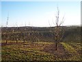 Recent Orchard on the site of Moorend Coppice in HR7 4HZ