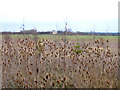 Conservation belt with teasels, Hardwick, Cambs in CB23 2RQ